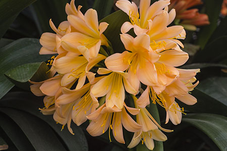 Colorado Clivia plant number 1157B.  Clivia miniata,Chubb Exhibition Peach.