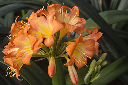 Colorado Clivia plant number 11E.  Clivia miniata, Not Holmes Red.