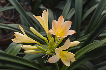 Colorado Clivia plant number 1232D.  Clivia miniata, Pink Princess x SPCA Pink.