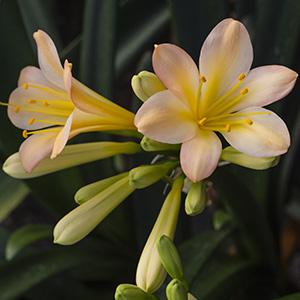 Colorado Clivia plant number 1248A.  Clivia miniata, Pink Princess x SPCA Pink.