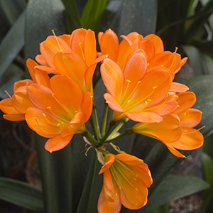 Colorado Clivia plant number 1300A.  Clivia miniata, Apricot H x Apricot A.