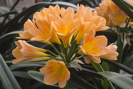 Colorado Clivia plant number 1415D.  Clivia miniata, Colorado Peach.