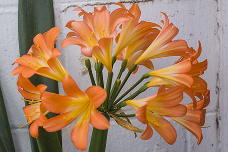 Colorado Clivia plant number 1879A.  Clivia miniata, (Pastel x Tipperary Peach) x self.