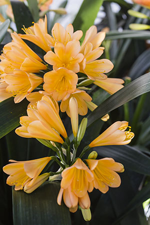 Colorado Clivia plant number 2099A.  Clivia miniata, Colorado Peach x Solomone Yellow.