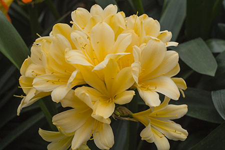 Colorado Clivia plant number 2135B.  Clivia miniata, Butter x Hirao.