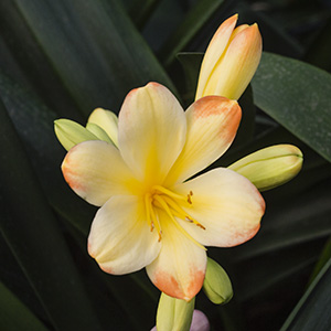 Colorado Clivia plant number 2145A.  Clivia miniata, Autumn Blush x Chiffon Daughter.