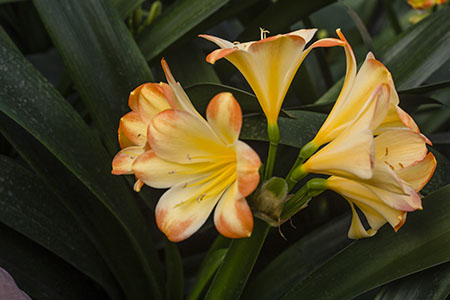 Colorado Clivia plant number 2145B.  Clivia miniata, Autumn Blush x Chiffon Daughter.