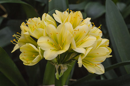 Colorado Clivia plant number 2162B.  Clivia miniata, TK Green Throat x Hirao.