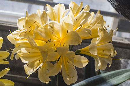 Colorado Clivia plant number 2180B.  Clivia miniata, Natal Yellow x TK Original Yellow.