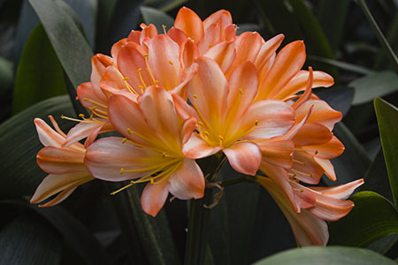 Colorado Clivia plant number 2329C.  Clivia miniata, Best Ghost 3 x Aura.