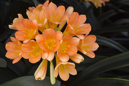 Colorado Clivia plant number 2365A.  Clivia miniata, Julia D.