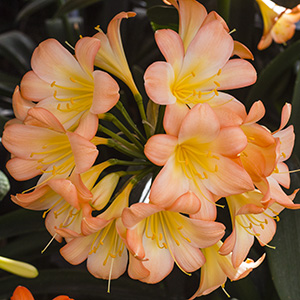 Colorado Clivia plant number 2389B.  Clivia miniata, Emma Leslie x sibling.