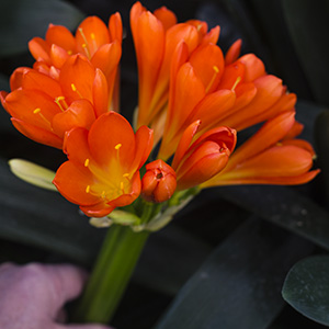 Colorado Clivia plant number 2465A.  Clivia miniata, ((Berties Bronze x Red Green Girl) x Berties Bronze) x unknown.