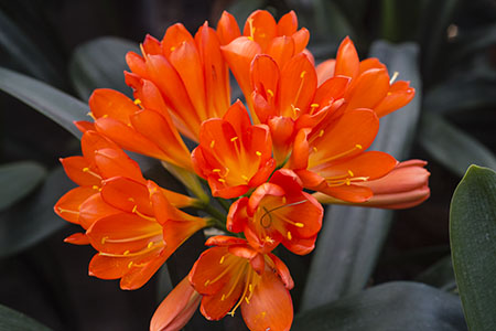 Colorado Clivia plant number 2465B.  Clivia miniata, ((Berties Bronze x Red Green Girl) x Berties Bronze) x Unknown.