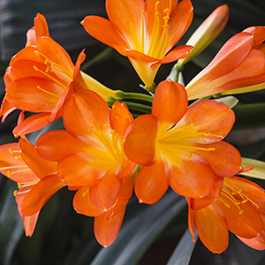 Colorado Clivia plant number 2485A.  Clivia miniata, Giant Yellow x Kiss of the Angel.