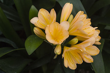 Colorado Clivia plant number 2505B.  Clivia miniata, San Marcos Sunrise x Sunrise Sunset.