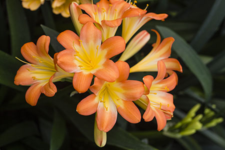 Colorado Clivia plant number 2516A.  Clivia miniata, Ooms Frans x Romance.