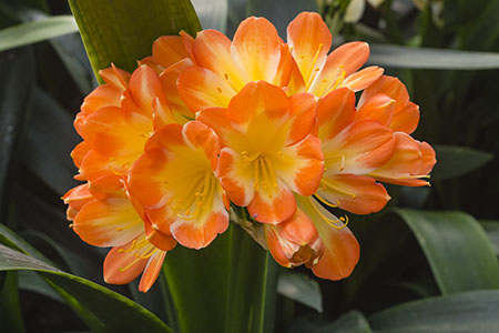 Colorado Clivia plant number 2519A.  Clivia miniata, Playboy x Magnum.