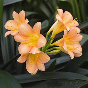 Colorado Clivia plant number 2561A.  Clivia miniata, Coconut Ice x Blushing Becka.