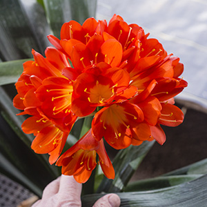 Colorado Clivia plant number 2587E.  Clivia miniata, (BC Red x TO Red) x Uyu No Hana.