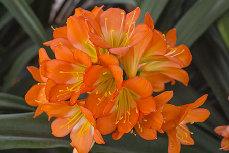 Colorado Clivia plant number 2601B.  Clivia miniata, Green Throat Peach x Chubb