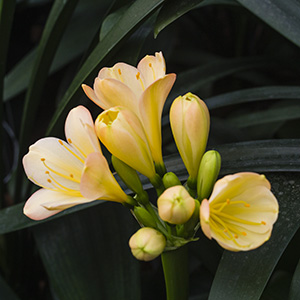 Colorado Clivia plant number 2616A.  Clivia miniata, Meng Huan x Huang Technician Yellow.