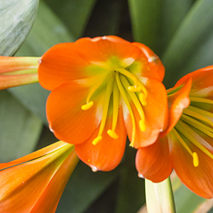 Colorado Clivia plant number 2751A.  Clivia miniata, Nakamura Green Throat Bronze x Hirao E01.