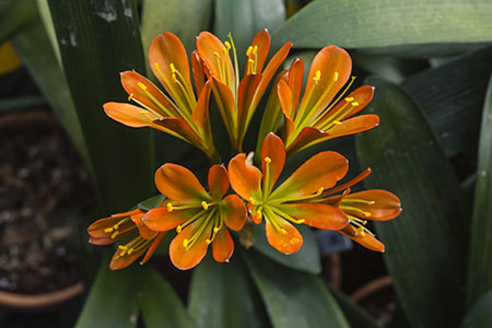 Colorado Clivia plant number 2794A.  Clivia miniata, Jean Delphine x Dark Bronze.