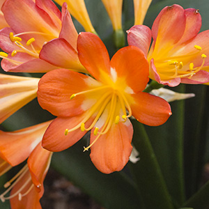 Colorado Clivia plant number 2807A.  Clivia miniata, Yellow White x Hattori No. 2.