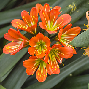 Colorado Clivia plant number 2933A.  Clivia miniata, Hattori No. 53.