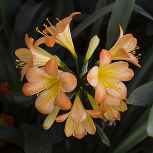 Colorado Clivia plant number 482A.  Clivia miniata, Cheryl
