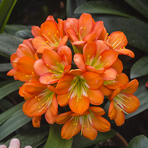 Colorado Clivia plant number 583A.  Clivia miniata, Berties Bronze x (Red Green Girl x Berties Bronze).