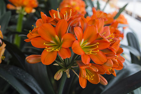 Colorado Clivia plant number 1038A.  Clivia miniata, XL Red Spider.