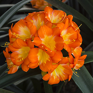 Colorado Clivia plant number 1081A.  Clivia miniata, U La La x Eesh.