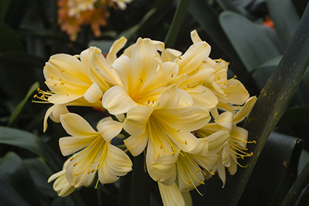 Colorado Clivia plant number 1855A.  Clivia miniata, Geldenbuy