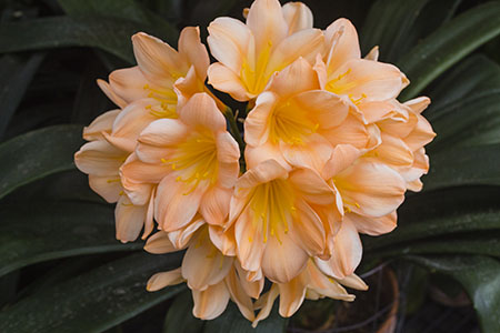 Colorado Clivia plant number 1904A.  Clivia miniata, Elda x Pierre de Coste Pastel.