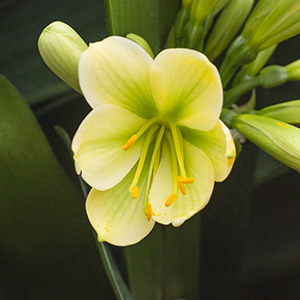 Colorado Clivia plant number 2163B.  Clivia miniata, TK Green Throat x Hirao.