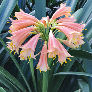 Colorado Clivia plant number 2227C.  Clivia interspecific, Pink Marshmellow x Pink Elegance.