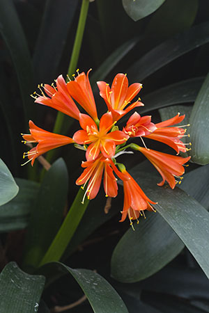 Colorado Clivia plant number 2293A.  Clivia interspecific, Red Cyrt x Jean Delphine.