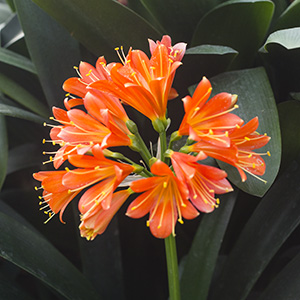Colorado Clivia plant number 2293B.  Clivia interspecific, Red Cyrt x Jean Delphine.