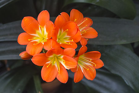 Colorado Clivia plant number 2309B.  Clivia miniata, TK Bronze x Hattori Bronze.