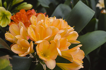 Colorado Clivia plant number 2534B.  Clivia miniata, Bronze Green Boy x Belgie Bronze 3.