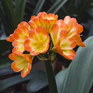 Colorado Clivia plant number 2612B.  Clivia miniata, Hattori Tri-Color.