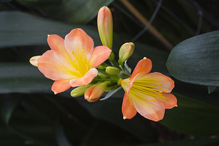 Colorado Clivia plant number 2632B.  Clivia miniata, Patches x White Lips.