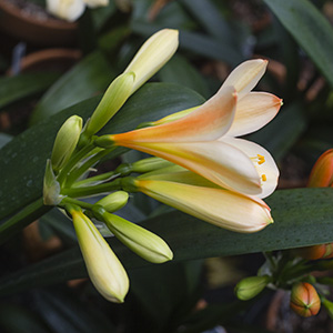 Colorado Clivia plant number 2635A.  Clivia miniata, White Lips x Patches.