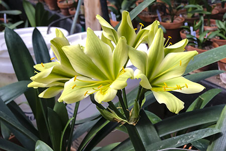 Colorado Clivia plant number 2748A.  Clivia miniata, Hirao E01 x Hirao E05.