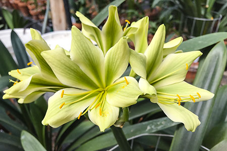 Colorado Clivia plant number 2748B.  Clivia miniata, Hirao E01 x Hirao E05.