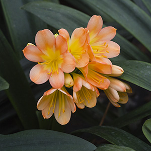 Colorado Clivia plant number 2776A.  Clivia miniata, Conway