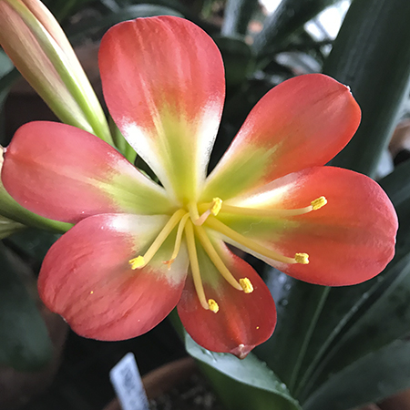 Colorado Clivia plant number 2803D.  Clivia miniata, Hattori No. 53 x Marilyn