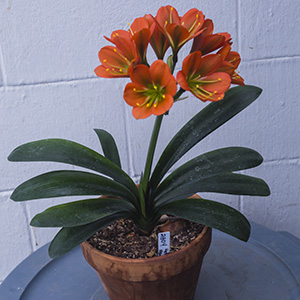 Colorado Clivia plant number 2804B.  Clivia miniata, Hattori No. 53 x Marilyn